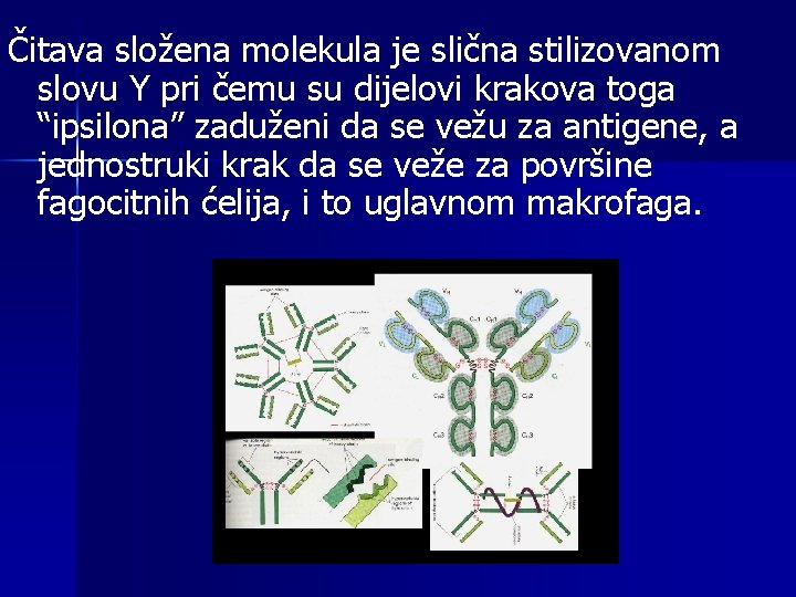 Čitava složena molekula je slična stilizovanom slovu Y pri čemu su dijelovi krakova toga