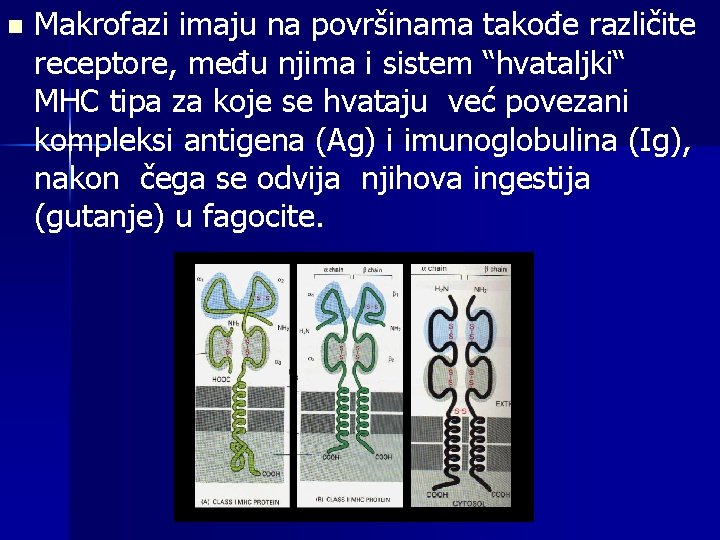 n Makrofazi imaju na površinama takođe različite receptore, među njima i sistem “hvataljki“ MHC