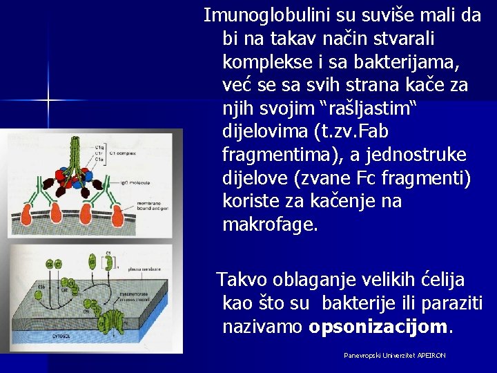 Imunoglobulini su suviše mali da bi na takav način stvarali komplekse i sa bakterijama,