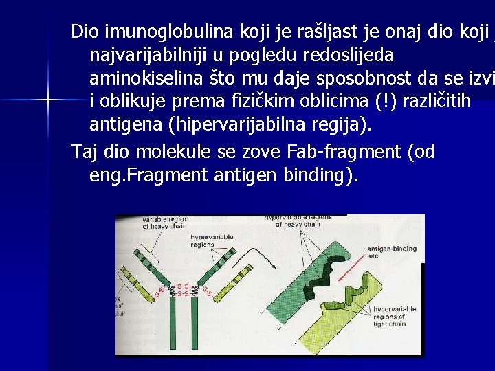 Dio imunoglobulina koji je rašljast je onaj dio koji j najvarijabilniji u pogledu redoslijeda