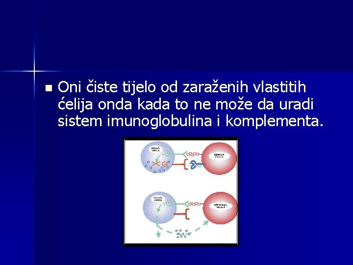 n Oni čiste tijelo od zaraženih vlastitih ćelija onda kada to ne može da