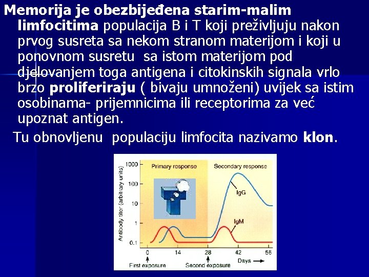 Memorija je obezbijeđena starim-malim limfocitima populacija B i T koji preživljuju nakon prvog susreta