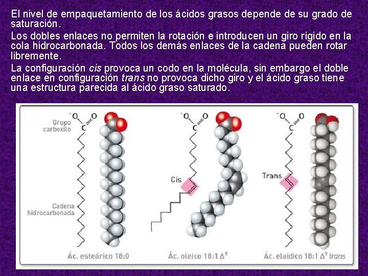 El nivel de empaquetamiento de los ácidos grasos depende de su grado de saturación.