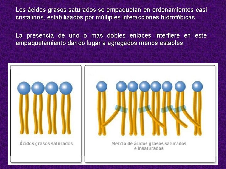 Los ácidos grasos saturados se empaquetan en ordenamientos casi cristalinos, estabilizados por múltiples interacciones