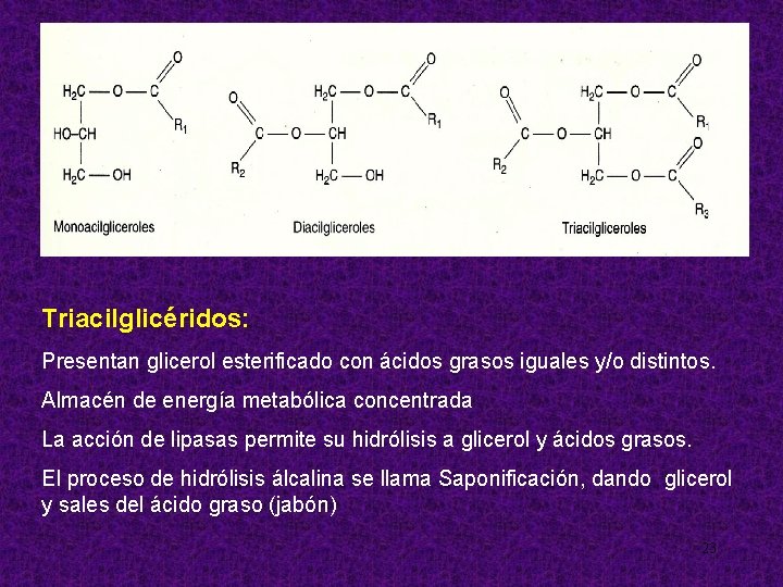 Triacilglicéridos: Presentan glicerol esterificado con ácidos grasos iguales y/o distintos. Almacén de energía metabólica