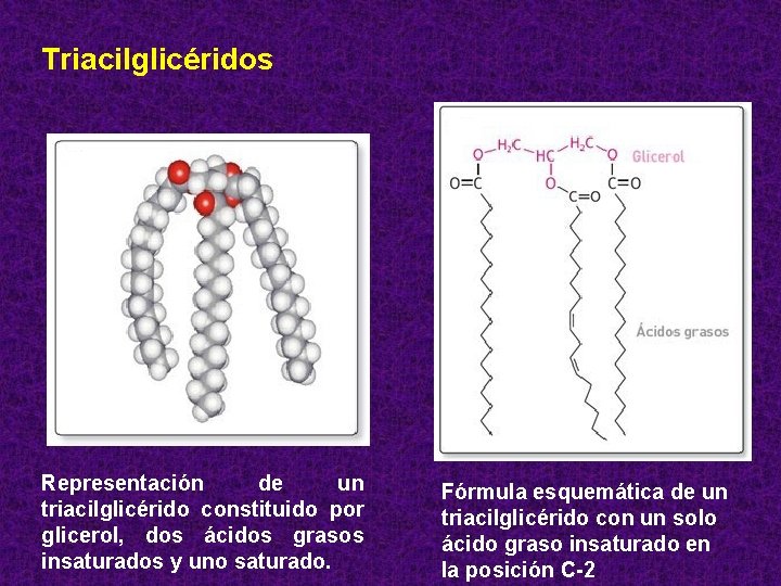 Triacilglicéridos Representación de un triacilglicérido constituido por glicerol, dos ácidos grasos insaturados y uno