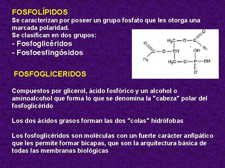 FOSFOLÍPIDOS Se caracterizan por poseer un grupo fosfato que les otorga una marcada polaridad.