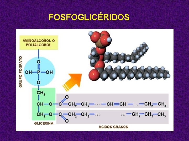 FOSFOGLICÉRIDOS 26 