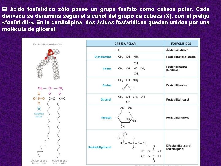 El ácido fosfatídico sólo posee un grupo fosfato como cabeza polar. Cada derivado se