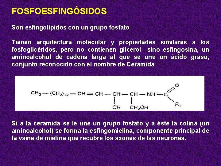 FOSFOESFINGÓSIDOS Son esfingolípidos con un grupo fosfato Tienen arquitectura molecular y propiedades similares a