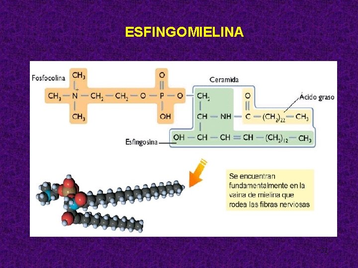 ESFINGOMIELINA 32 