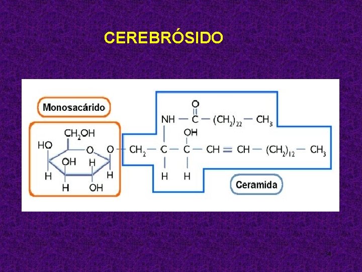 CEREBRÓSIDO 34 