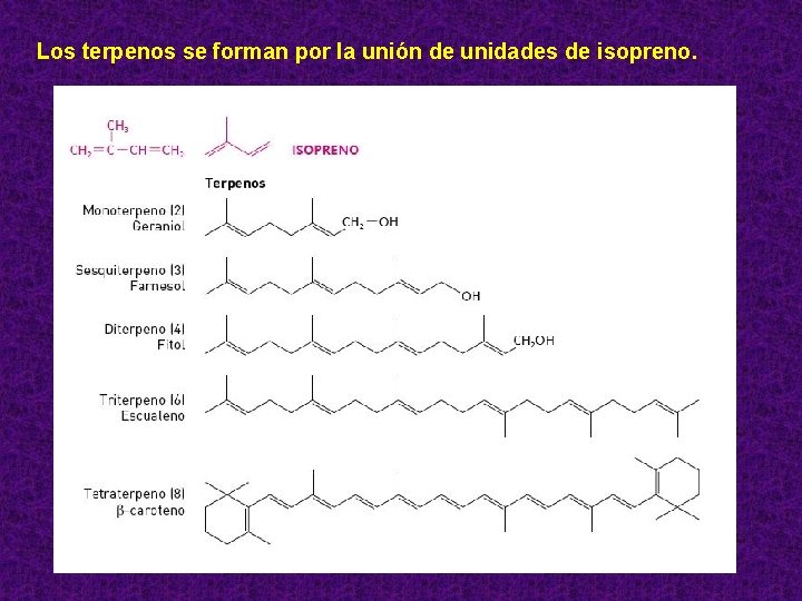 Los terpenos se forman por la unión de unidades de isopreno. 