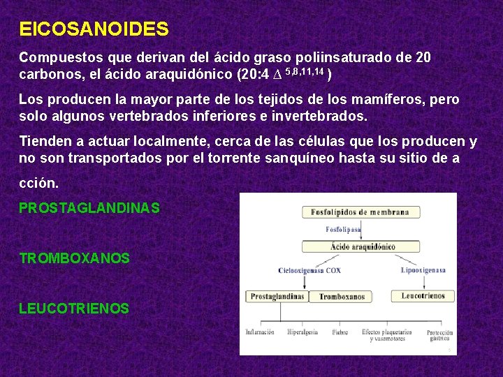 EICOSANOIDES Compuestos que derivan del ácido graso poliinsaturado de 20 carbonos, el ácido araquidónico