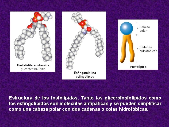 Estructura de los fosfolípidos. Tanto los glicerofosfolípidos como los esfingolípidos son moléculas anfipáticas y