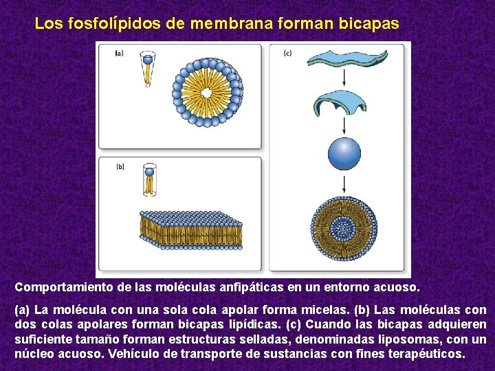 Los fosfolípidos de membrana forman bicapas Comportamiento de las moléculas anfipáticas en un entorno