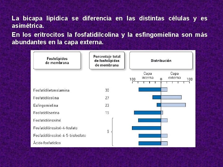 La bicapa lipídica se diferencia en las distintas células y es asimétrica. En los