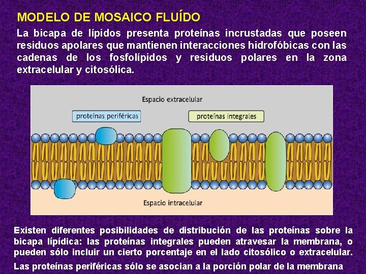 MODELO DE MOSAICO FLUÍDO La bicapa de lípidos presenta proteínas incrustadas que poseen residuos