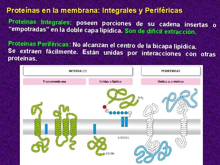 Proteínas en la membrana: Integrales y Periféricas Proteínas Integrales: poseen porciones de su cadena