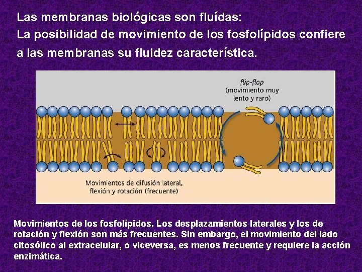 Las membranas biológicas son fluídas: La posibilidad de movimiento de los fosfolípidos confiere a