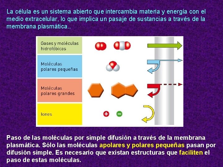 La célula es un sistema abierto que intercambia materia y energía con el medio