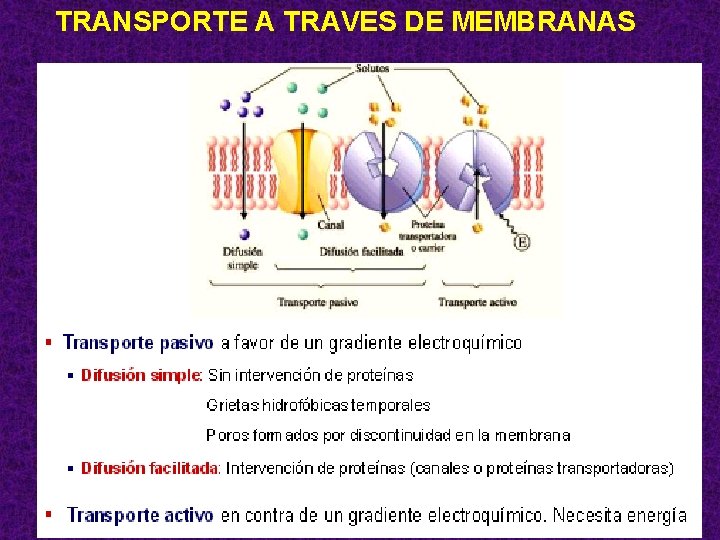 TRANSPORTE A TRAVES DE MEMBRANAS 75 