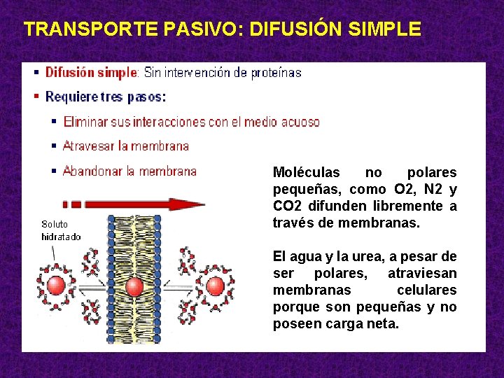 TRANSPORTE PASIVO: DIFUSIÓN SIMPLE Moléculas no polares pequeñas, como O 2, N 2 y