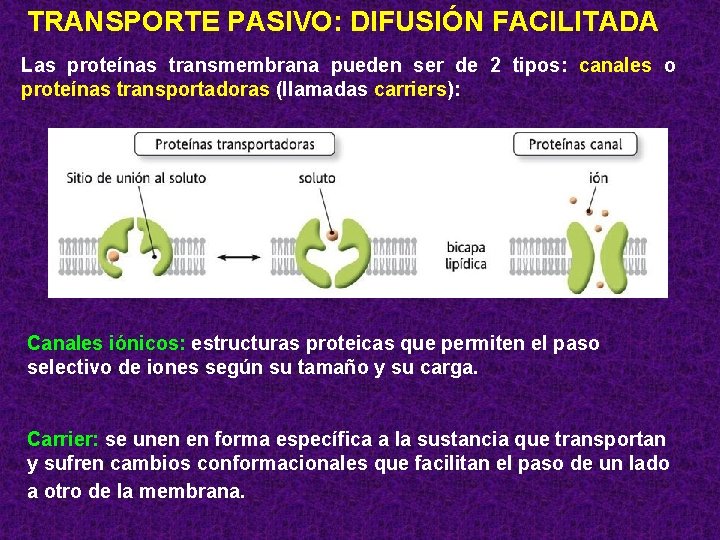 TRANSPORTE PASIVO: DIFUSIÓN FACILITADA Las proteínas transmembrana pueden ser de 2 tipos: canales o