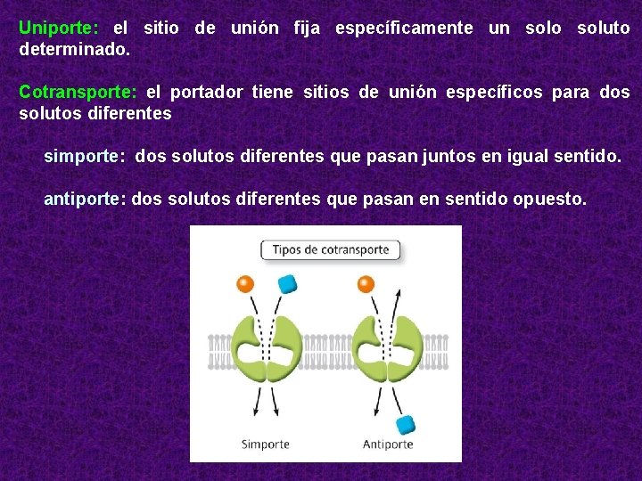 Uniporte: el sitio de unión fija específicamente un solo soluto determinado. Cotransporte: el portador