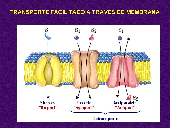 TRANSPORTE FACILITADO A TRAVES DE MEMBRANA 79 