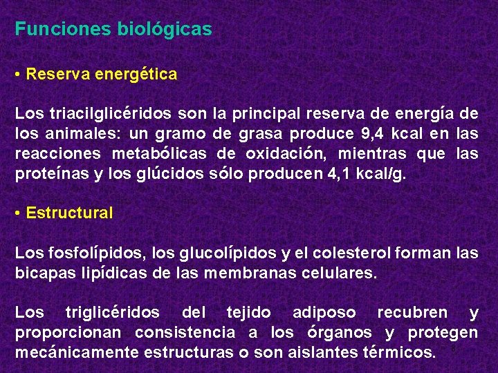 Funciones biológicas • Reserva energética Los triacilglicéridos son la principal reserva de energía de