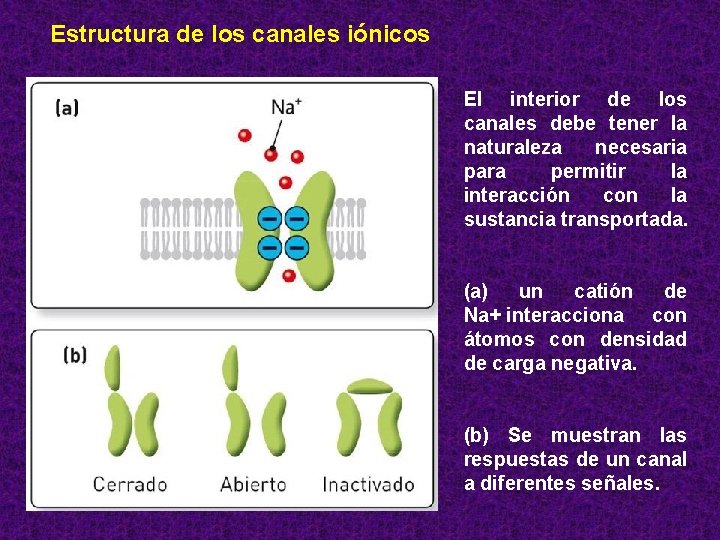 Estructura de los canales iónicos El interior de los canales debe tener la naturaleza