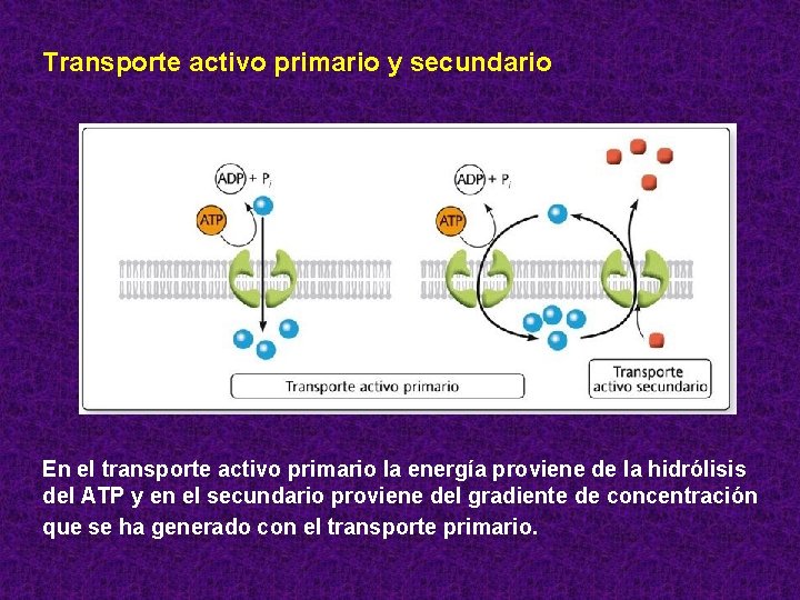 Transporte activo primario y secundario En el transporte activo primario la energía proviene de