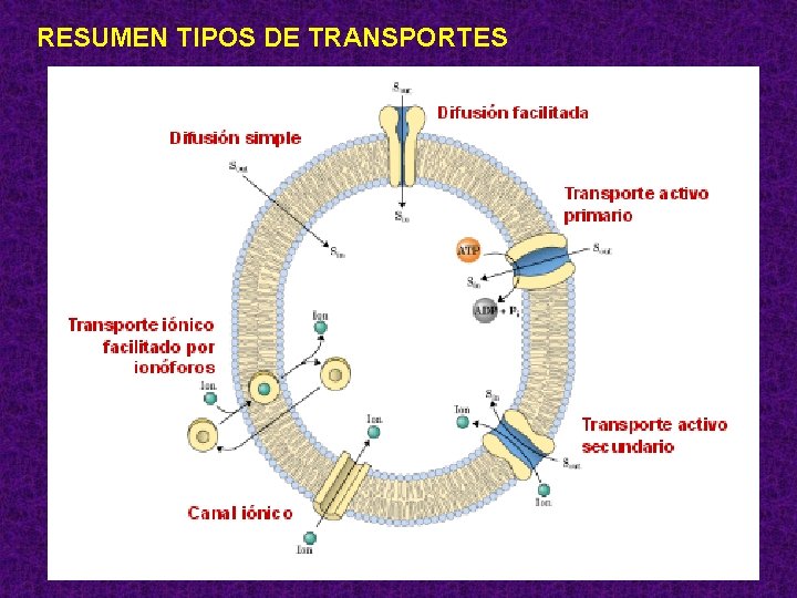 RESUMEN TIPOS DE TRANSPORTES 90 