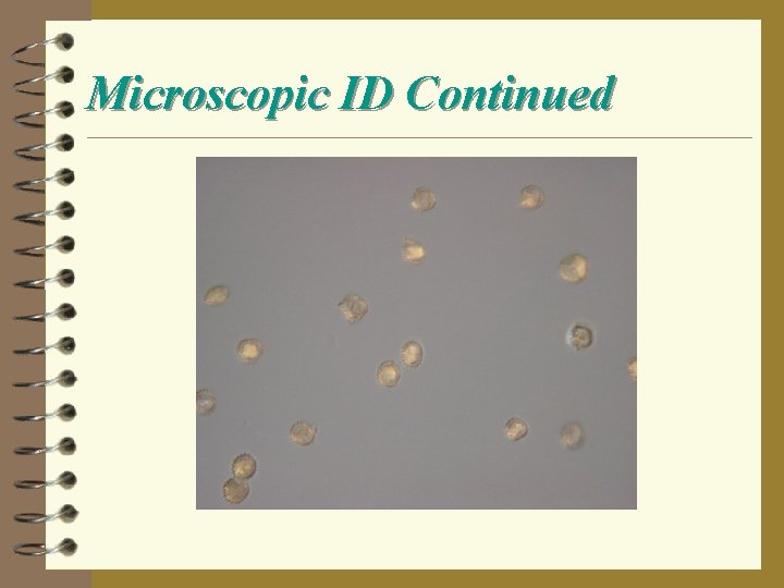 Microscopic ID Continued 