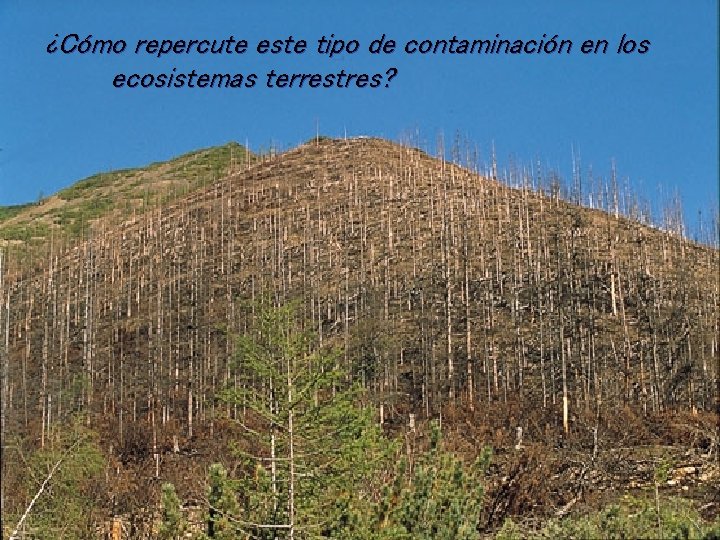 ¿Cómo repercute este tipo de contaminación en los ecosistemas terrestres? 