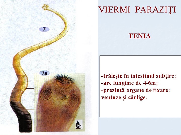 VIERMI PARAZIŢI TENIA -trăieşte în intestinul subţire; -are lungime de 4 -6 m; -prezintă