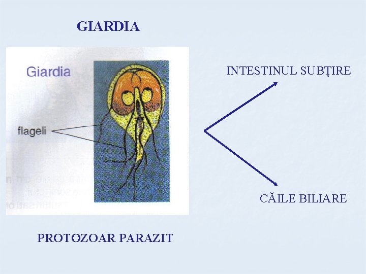 GIARDIA INTESTINUL SUBŢIRE CĂILE BILIARE PROTOZOAR PARAZIT 