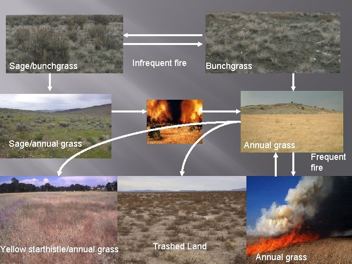 Sage/bunchgrass Infrequent fire Bunchgrass Sage/annual grass Yellow starthistle/annual grass Annual grass Frequent fire Trashed