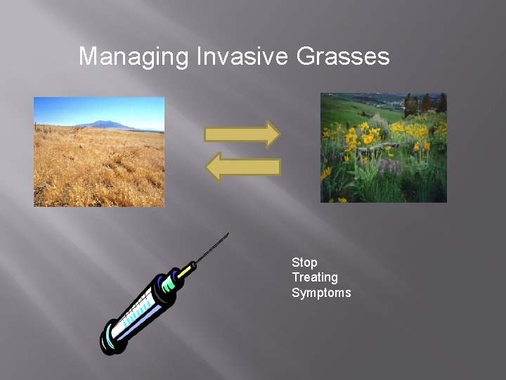 Managing Invasive Grasses Stop Treating Symptoms 