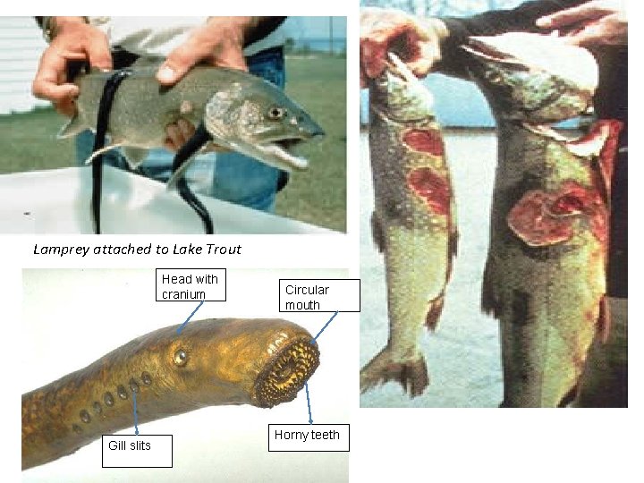 Lamprey attached to Lake Trout Head with cranium Gill slits Circular mouth Horny teeth