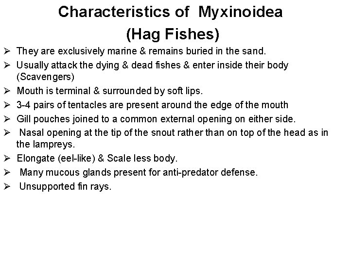 Characteristics of Myxinoidea (Hag Fishes) Ø They are exclusively marine & remains buried in