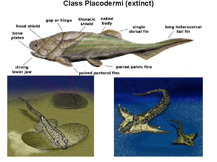 Class Placodermi (extinct) 