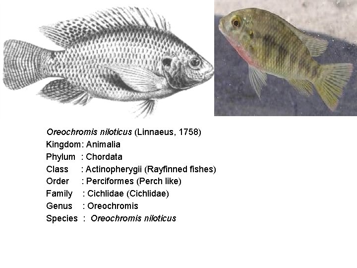 Oreochromis niloticus (Linnaeus, 1758) Kingdom: Animalia Phylum : Chordata Class : Actinopherygii (Rayfinned fishes)