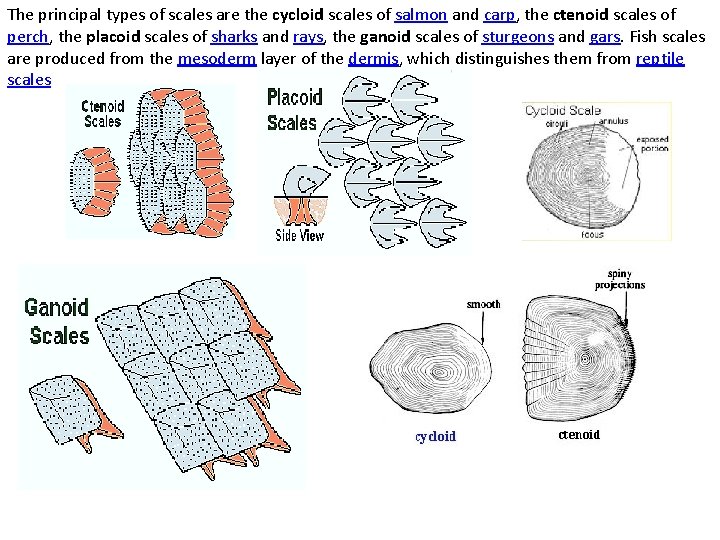 The principal types of scales are the cycloid scales of salmon and carp, the