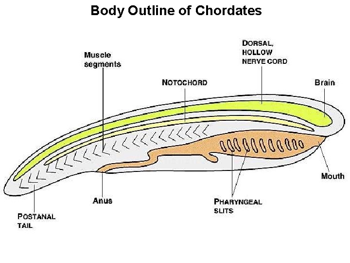 Body Outline of Chordates 