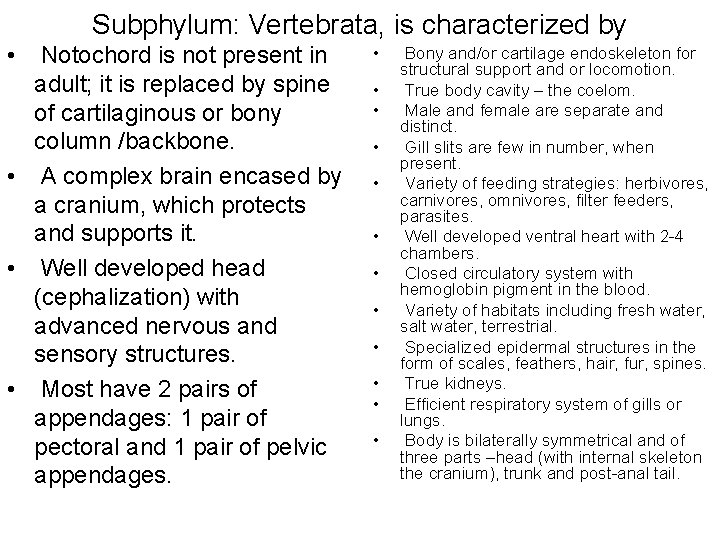 Subphylum: Vertebrata, is characterized by • Notochord is not present in adult; it is