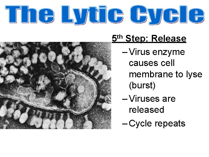 5 th Step: Release – Virus enzyme causes cell membrane to lyse (burst) –