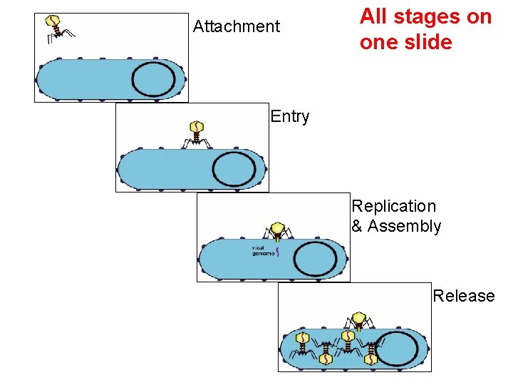 Attachment All stages on one slide Entry Replication & Assembly Release 