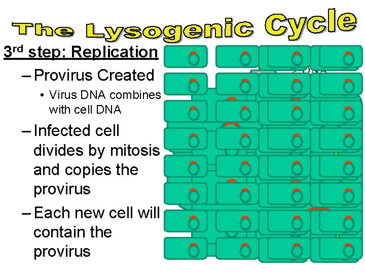 3 rd step: Replication – Provirus Created Virus DNA • Virus DNA combines with